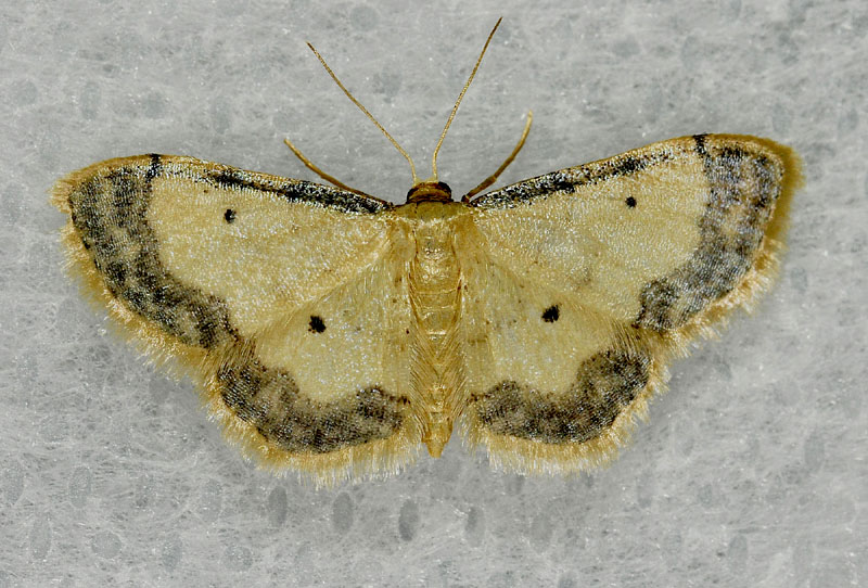 Idaea politaria- Geometridae